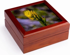 3dRose, Chile, Patagonia National Park. Yellow orchid flower close-up., Jewelry Box 5.5x5.5 inch with 4 inch tile
