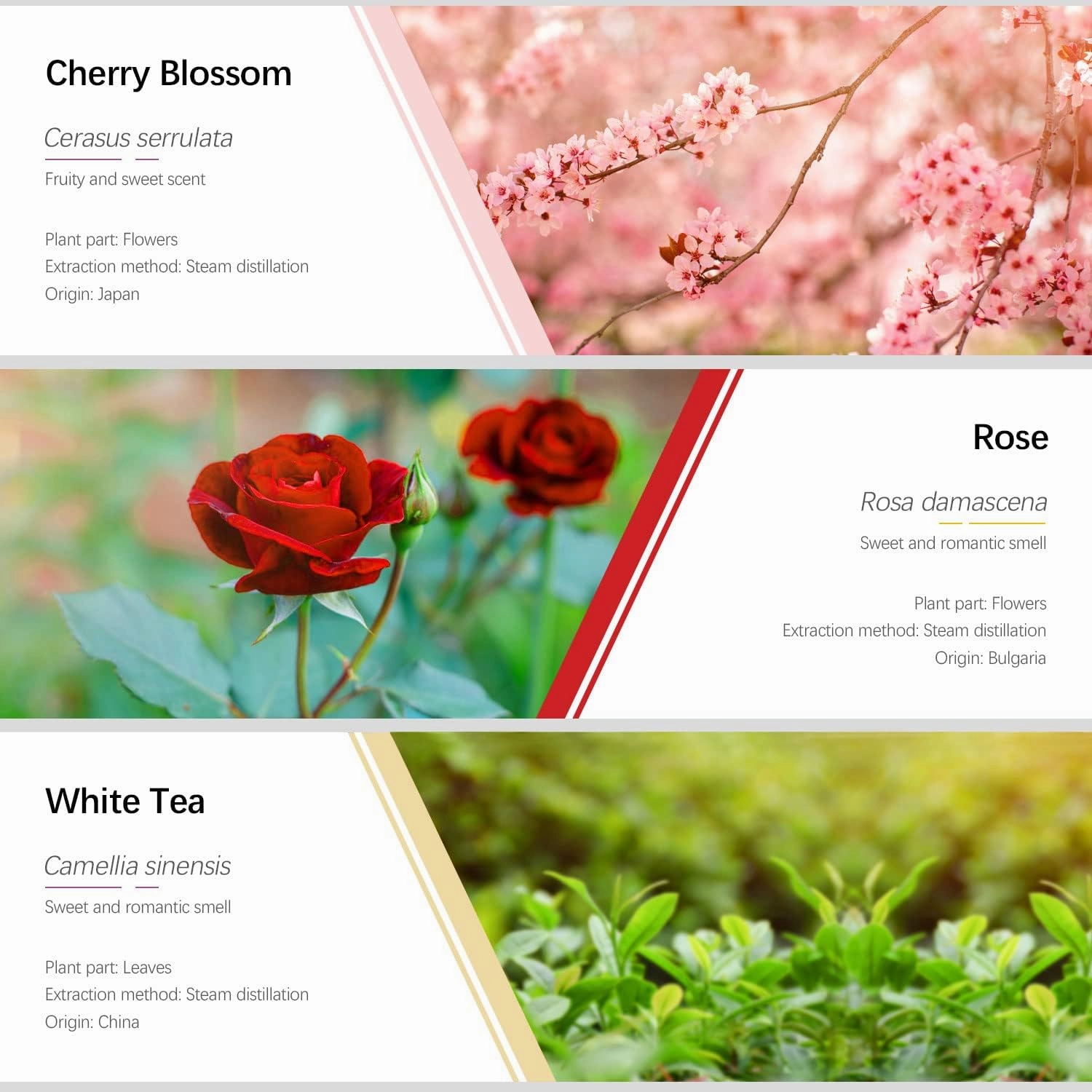 Essential Oils Set, ESSLUX Floral Essential Oils for Diffuser, Massage & Candle Making, Natural & Long-Lasting Scents - Rose, Jasmine, Gardenia, Ylang-Ylang, White Tea, Cherry Blossom, 6 * 10ml
