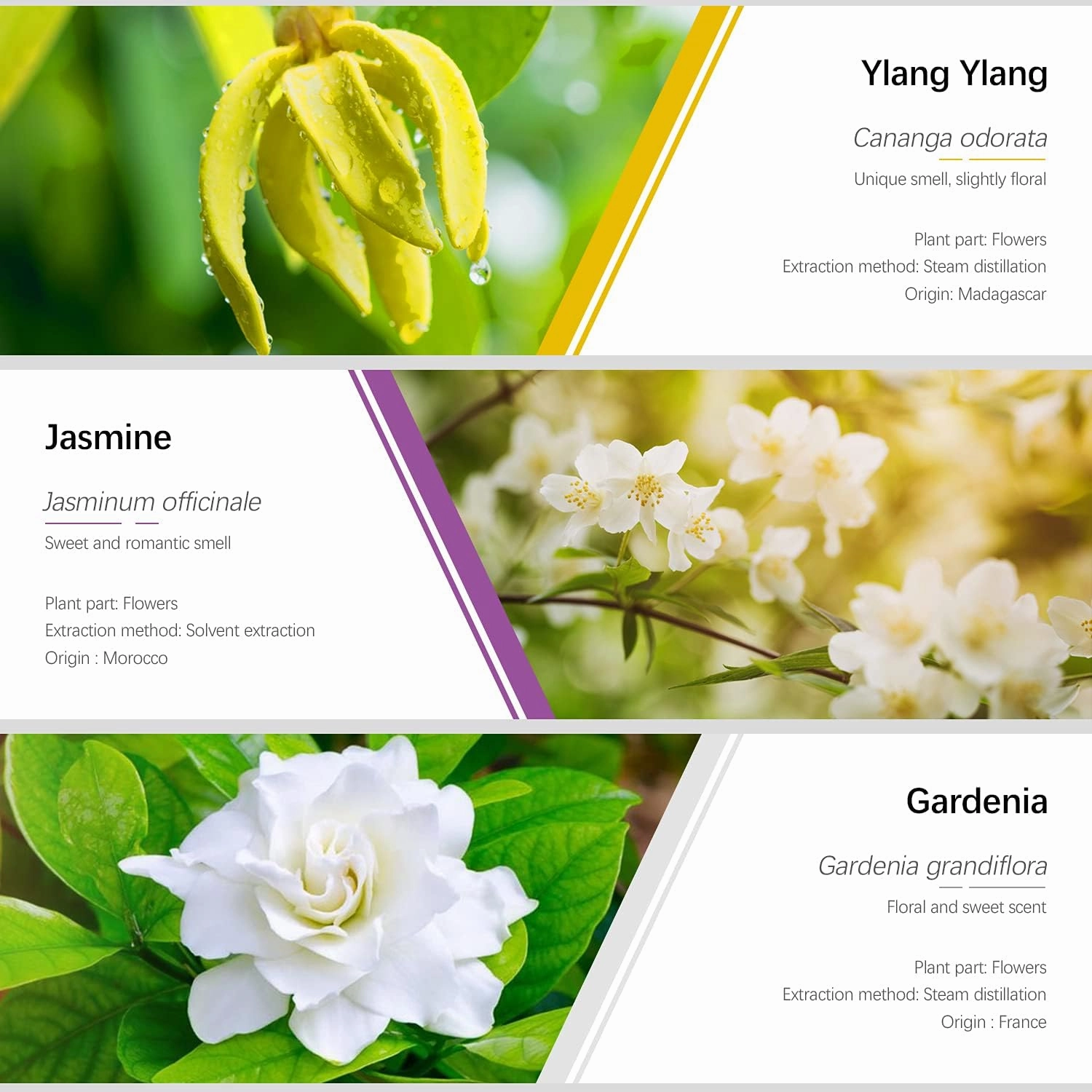 Essential Oils Set, ESSLUX Floral Essential Oils for Diffuser, Massage & Candle Making, Natural & Long-Lasting Scents - Rose, Jasmine, Gardenia, Ylang-Ylang, White Tea, Cherry Blossom, 6 * 10ml