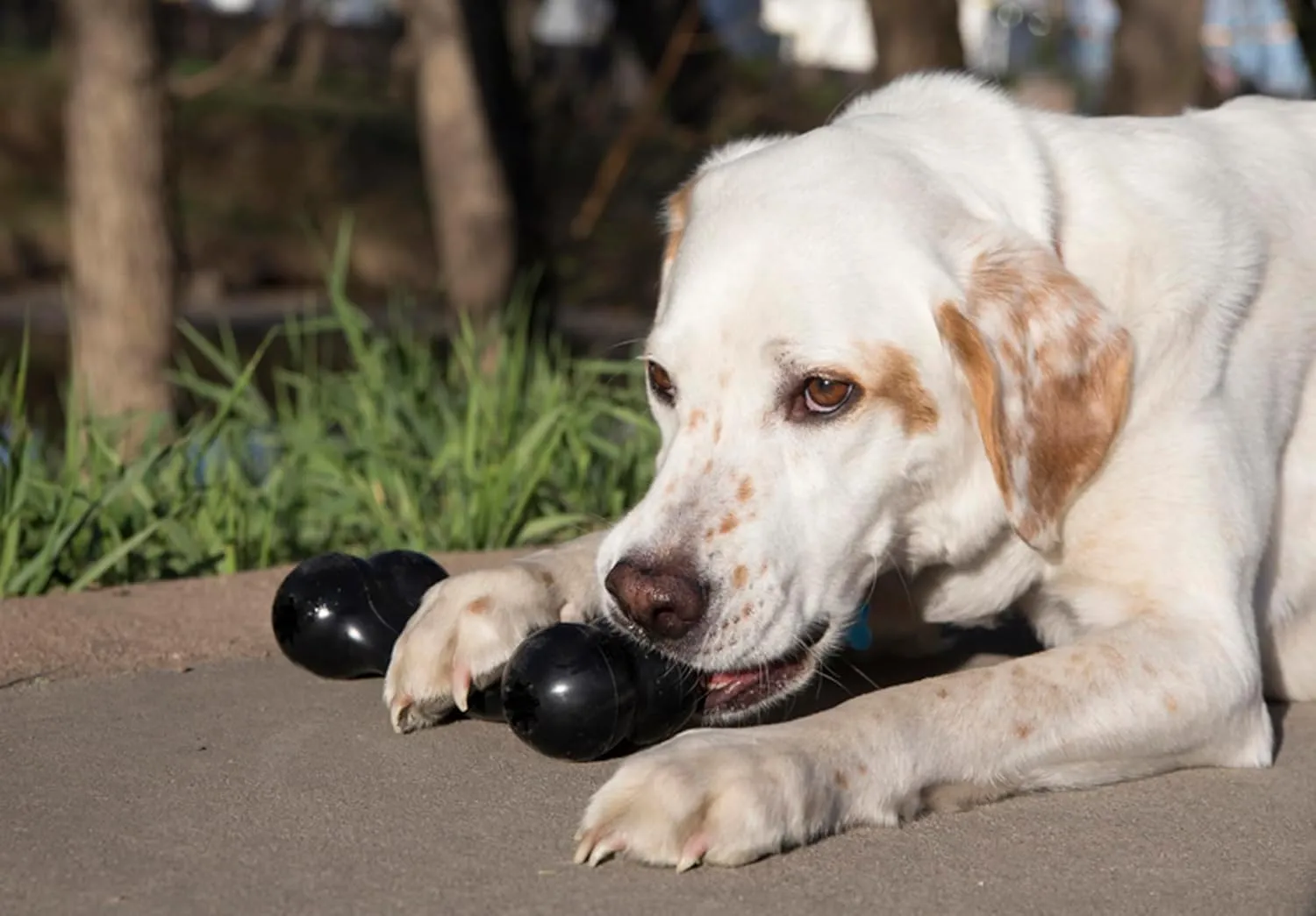 KONG - Extreme Goodie Bone - KONG's Most Durable Natural Rubber Dog Bone for Power Chewers - Black - For Medium Dogs