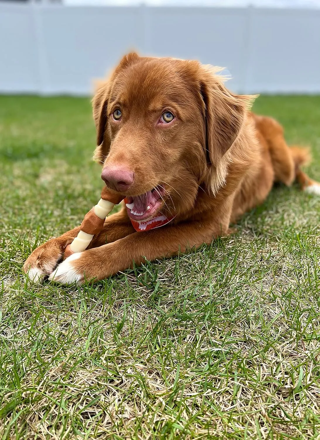 Nylabone Power Chew Shish Kabob Rawhide Alternative Nylon Chew Toy for Dogs, Dog Toys for Aggressive Chewers, Chicken, Large/Giant (1 Count)