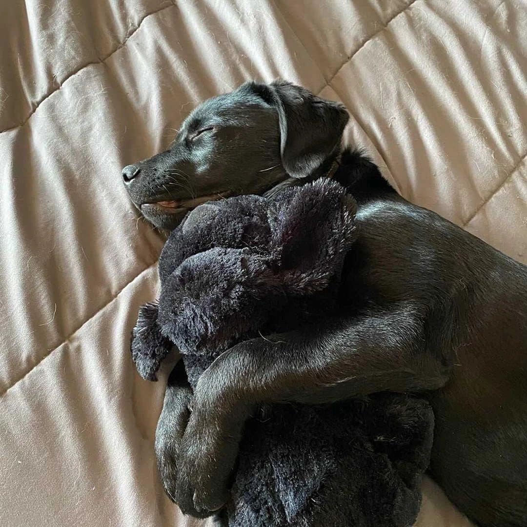 Original Snuggle Puppy Toys - Heartbeat Puppy for Dogs - Pet Anxiety Relief and Calming Aid - Comfort Dog Toys for Behavioral Training in Black